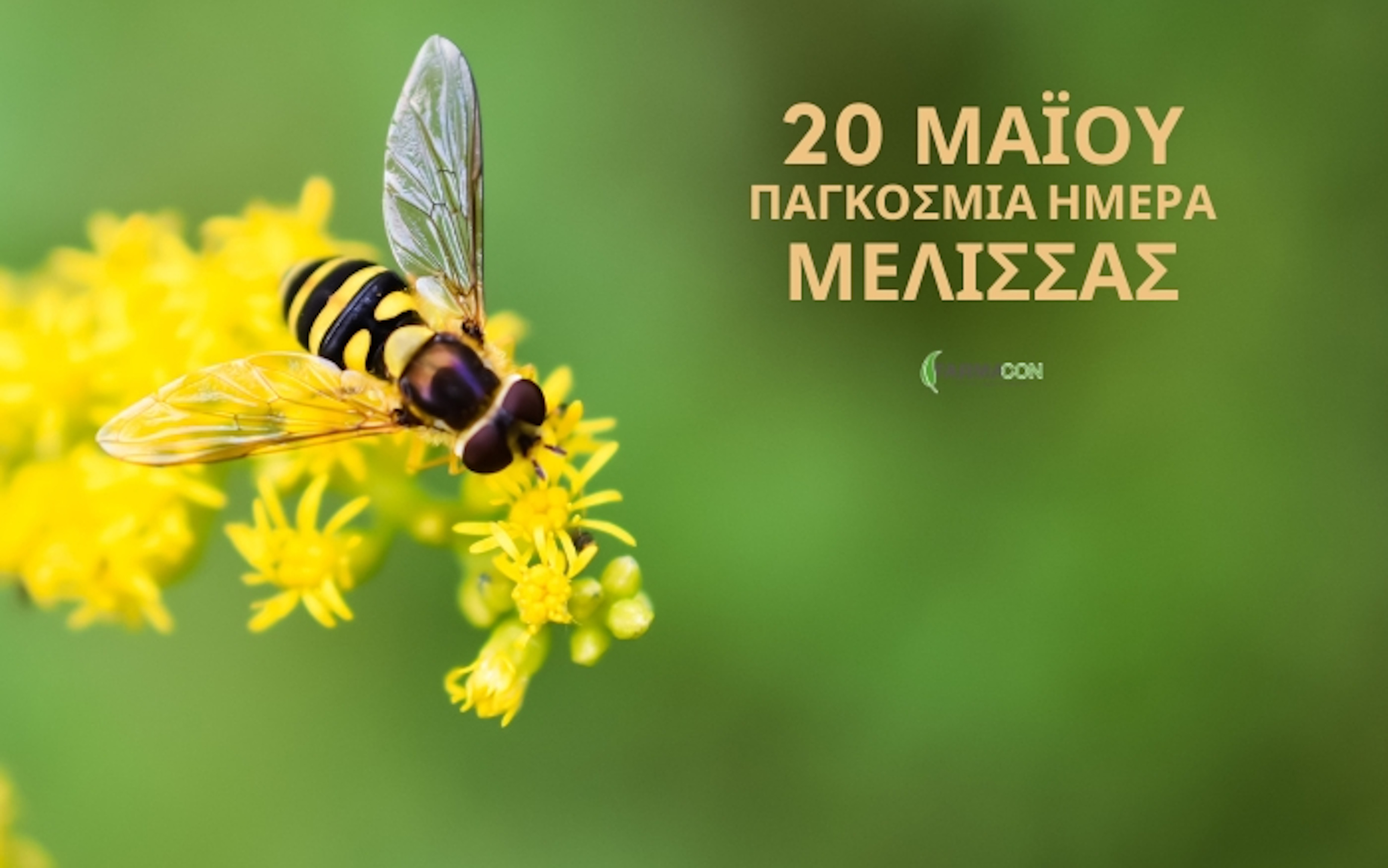 20 ΜΑΪΟΥ ΠΑΓΚΟΣΜΙΑ ΗΜΕΡΑ ΜΕΛΙΣΣΑΣ