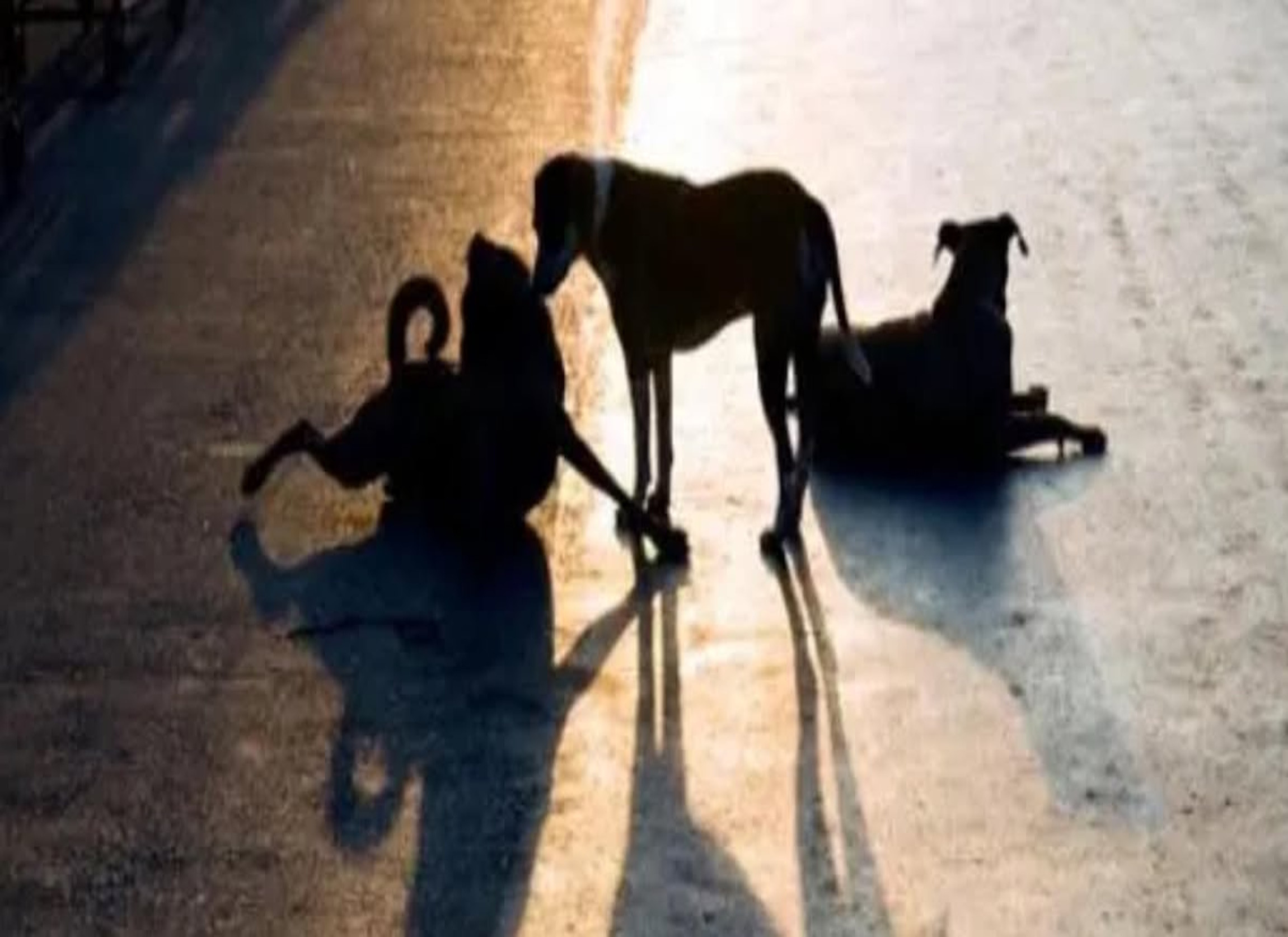 ΕΝΗΜΕΡΩΣΗ ΤΗΣ ΥΠΗΡΕΣΙΑΣ ΑΔΕΣΠΟΤΩΝ