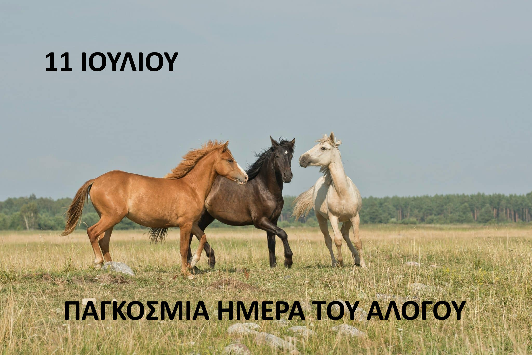 11 ΙΟΥΛΙΟΥ - ΠΑΓΚΟΣΜΙΑ ΗΜΕΡΑ ΤΟΥ ΑΛΟΓΟΥ